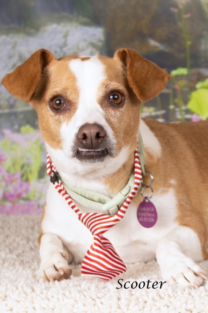 Enlarge Scooter, a Adoptable mixed breed in Gilbert, AZ image 1/2