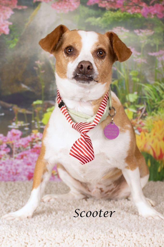 Enlarge Scooter, a Adoptable mixed breed in Gilbert, AZ image 2/2