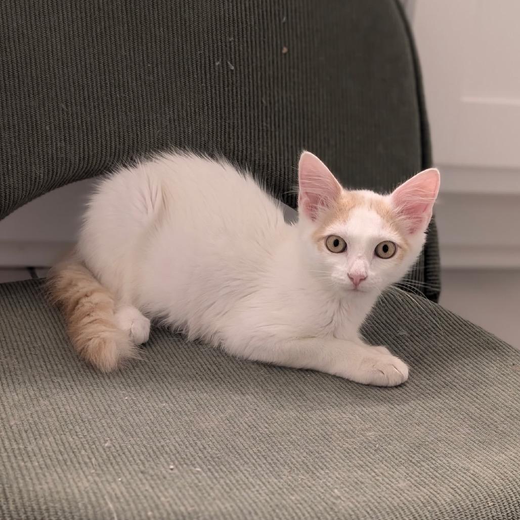 Gandalf, Adoptable, Kitten Male Domestic Medium Hair.
