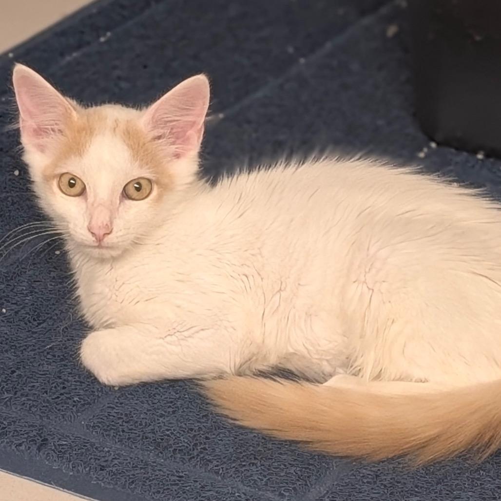 Enlarge Gandalf, a Adoptable Domestic Medium Hair in Raleigh, NC image 3/4