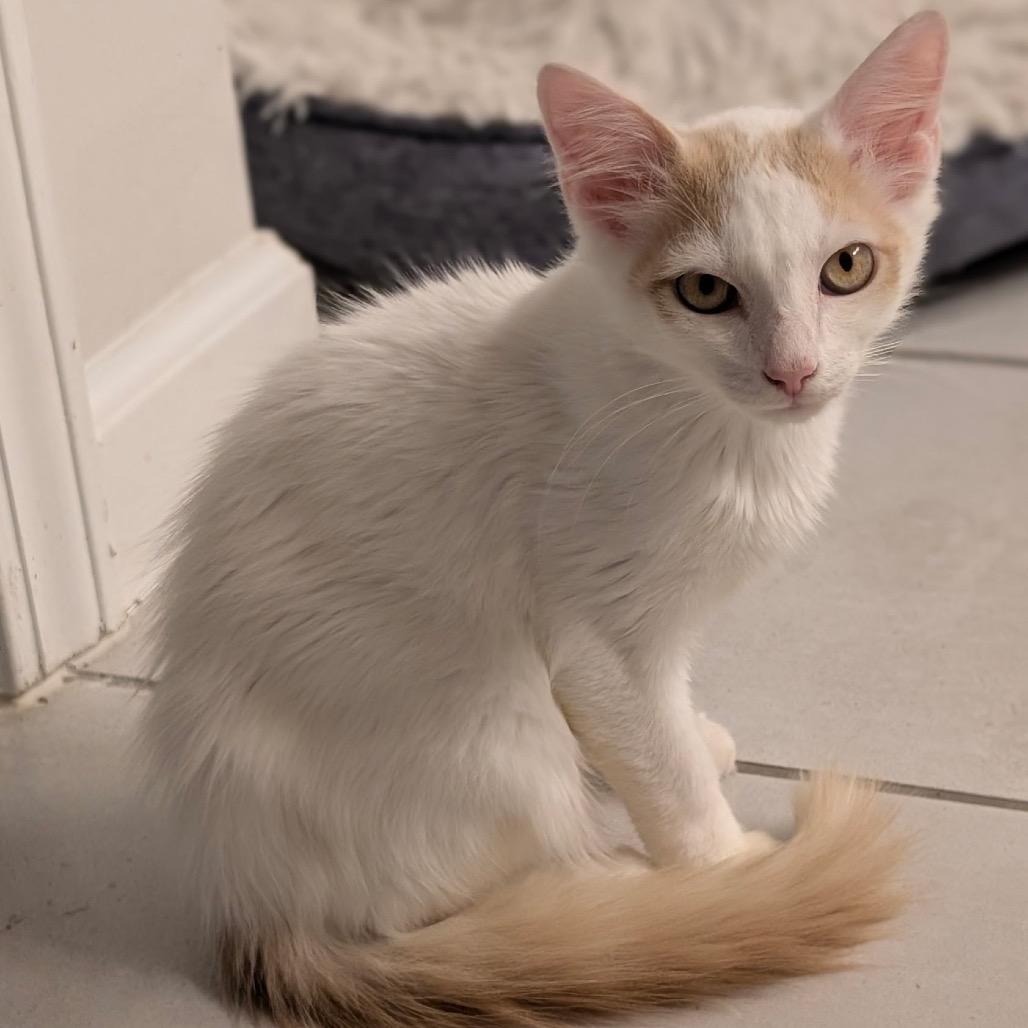 Enlarge Gandalf, a Adoptable Domestic Medium Hair in Raleigh, NC image 4/4