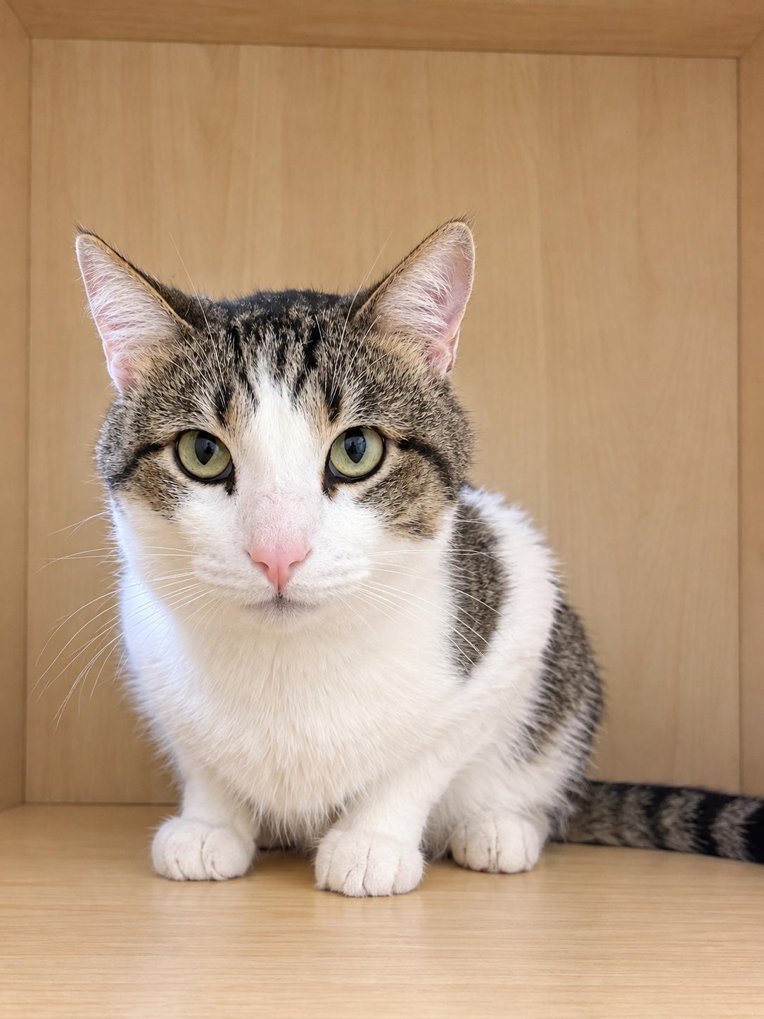 Enlarge Ranger, a Adoptable Domestic Short Hair in Amery, WI image 1/1