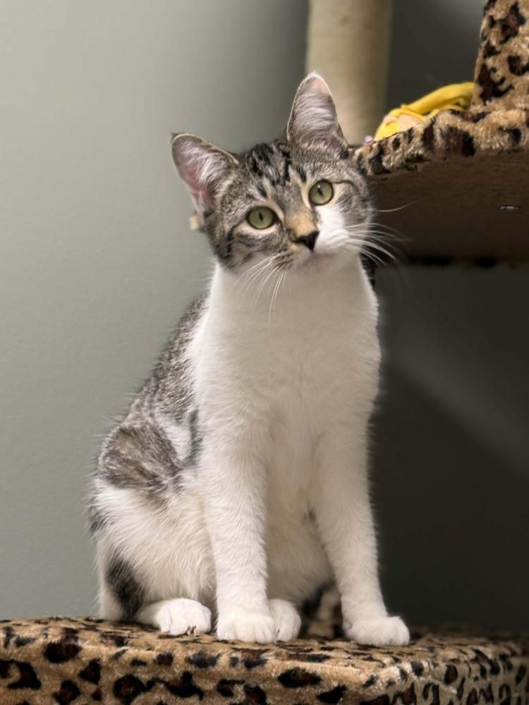 Enlarge Pickle Branch, a Adoptable Domestic Short Hair in Mount Laurel, NJ image 1/6