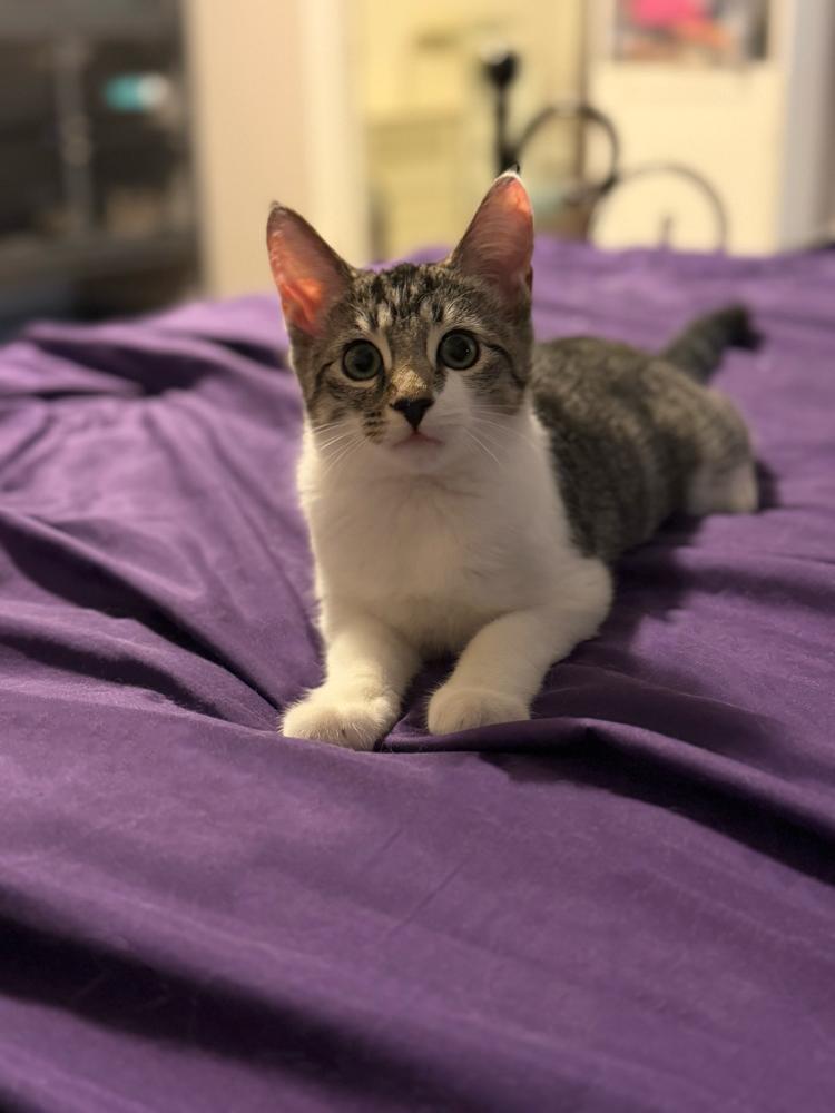 Enlarge Pickle Branch, a Adoptable Domestic Short Hair in Mount Laurel, NJ image 2/6