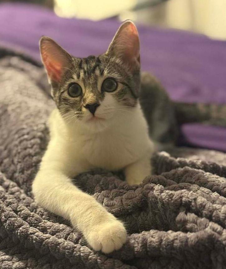 Pickle Branch, Adoptable, Kitten Female Domestic Short Hair.