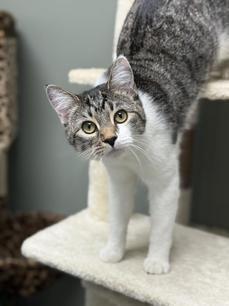 Enlarge Pickle Branch, a Adoptable Domestic Short Hair in Mount Laurel, NJ image 4/6