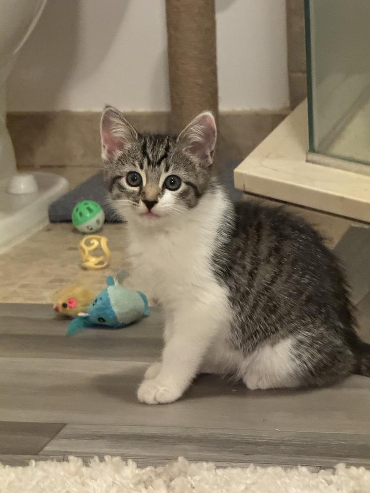 Enlarge Pickle Branch, a Adoptable Domestic Short Hair in Mount Laurel, NJ image 5/6