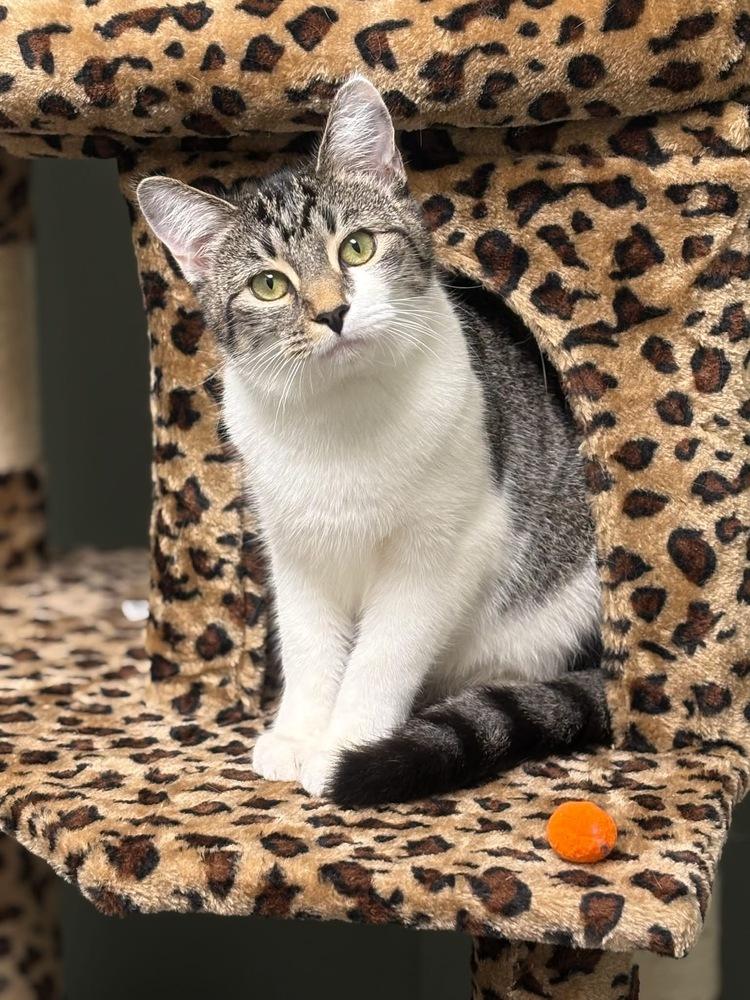 Enlarge Pickle Branch, a Adoptable Domestic Short Hair in Mount Laurel, NJ image 6/6