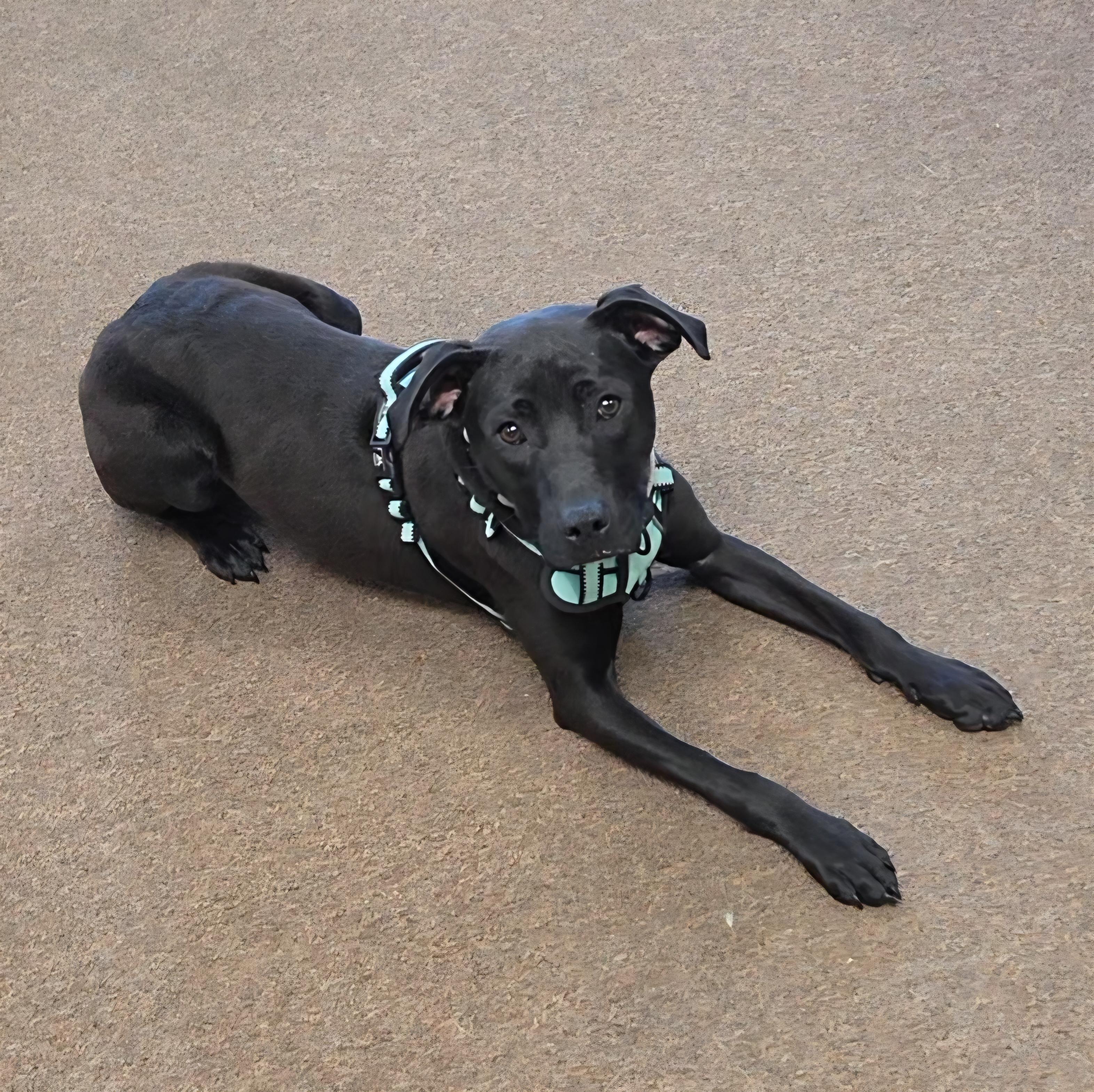 Enlarge June , a ADOPTABLE mixed breed in LaGrange, IN image 4/6