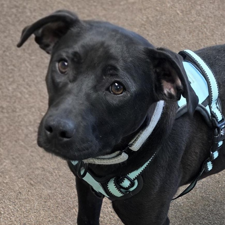 June , ADOPTABLE, Puppy Female Black Labrador Retriever & Jack Russell Terrier.