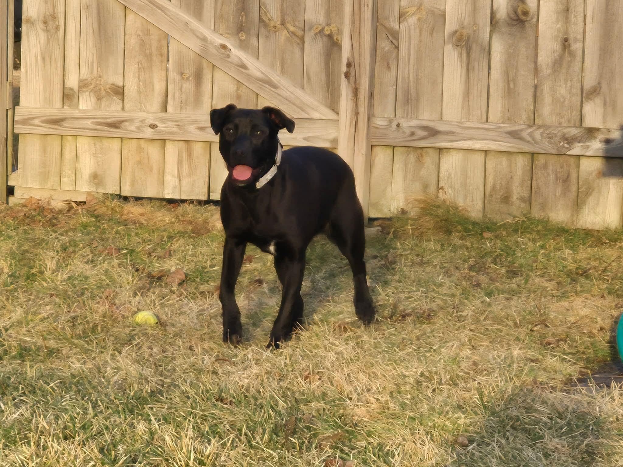 June , ADOPTABLE, Puppy Female Black Labrador Retriever & Jack Russell Terrier.