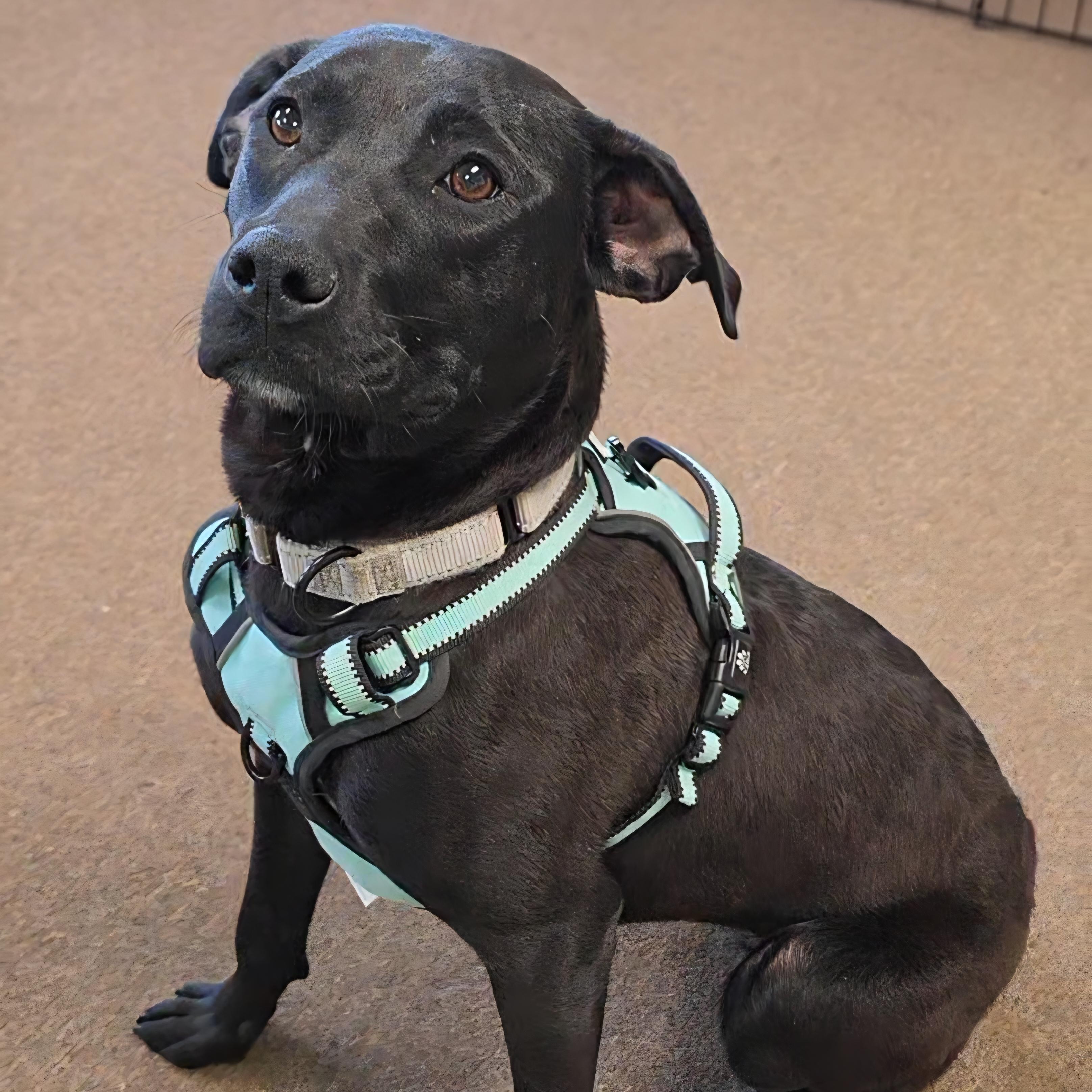 Enlarge June , a ADOPTABLE mixed breed in LaGrange, IN image 1/6