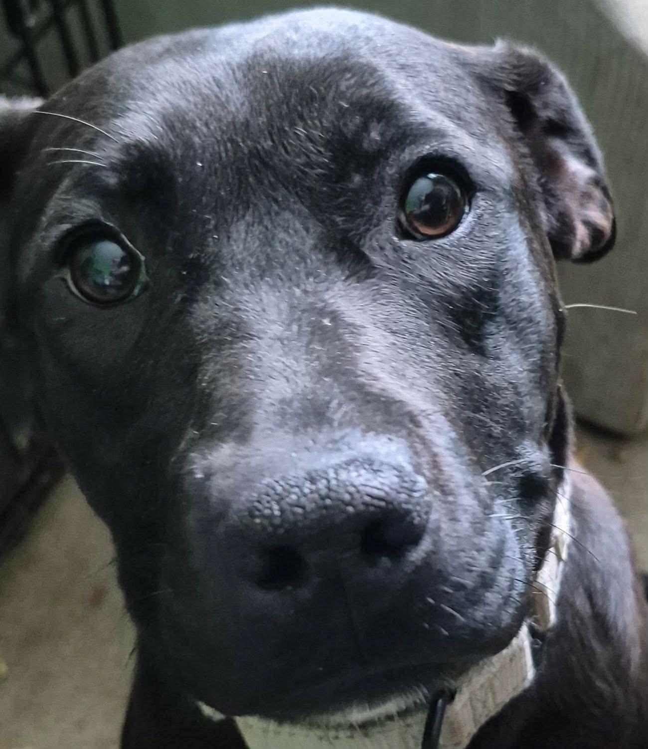 Enlarge June , a ADOPTABLE mixed breed in LaGrange, IN image 2/6