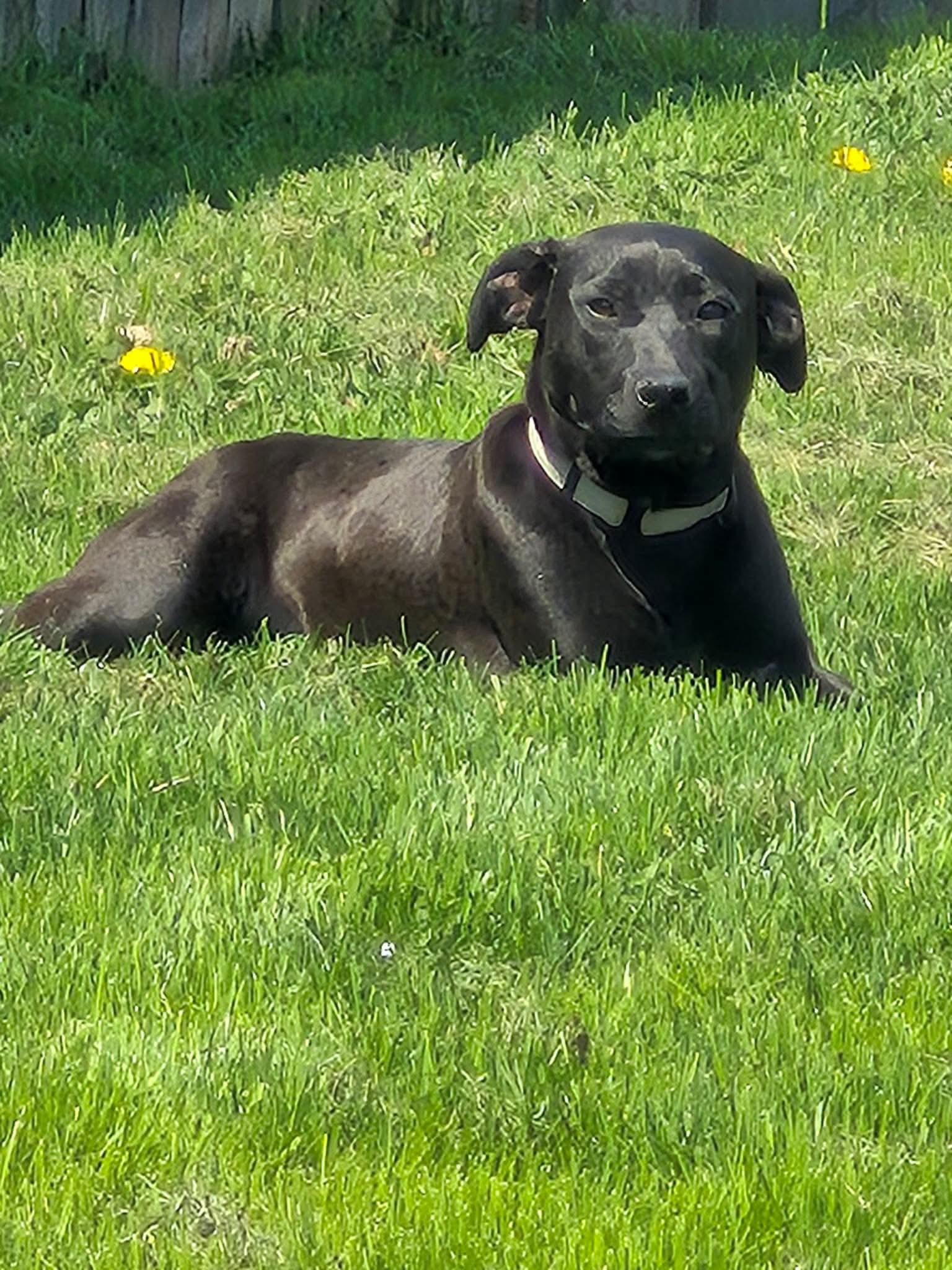 Enlarge June , a ADOPTABLE mixed breed in LaGrange, IN image 3/6