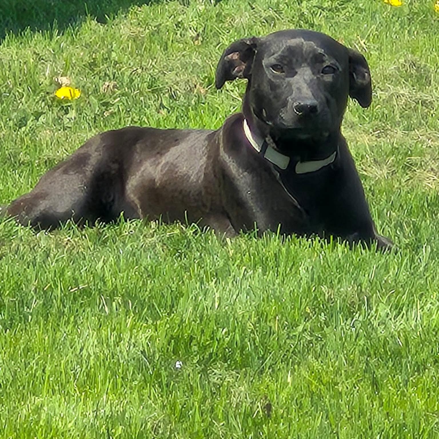 Enlarge June , a ADOPTABLE mixed breed in LaGrange, IN image 4/6