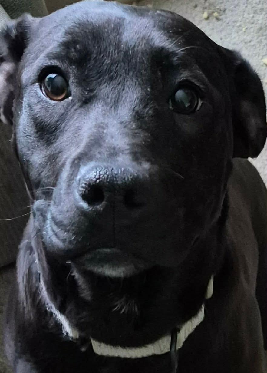Enlarge June , a ADOPTABLE mixed breed in LaGrange, IN image 4/6
