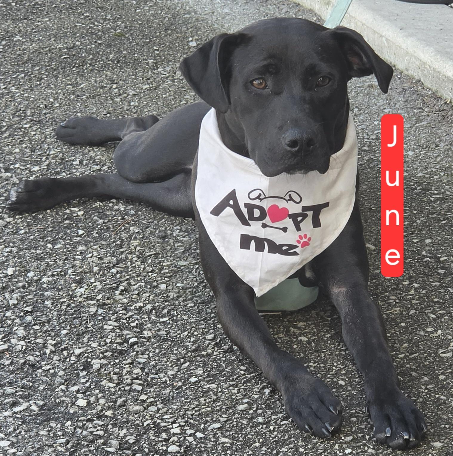 June , a ADOPTABLE mixed breed in LaGrange, IN image 5/6