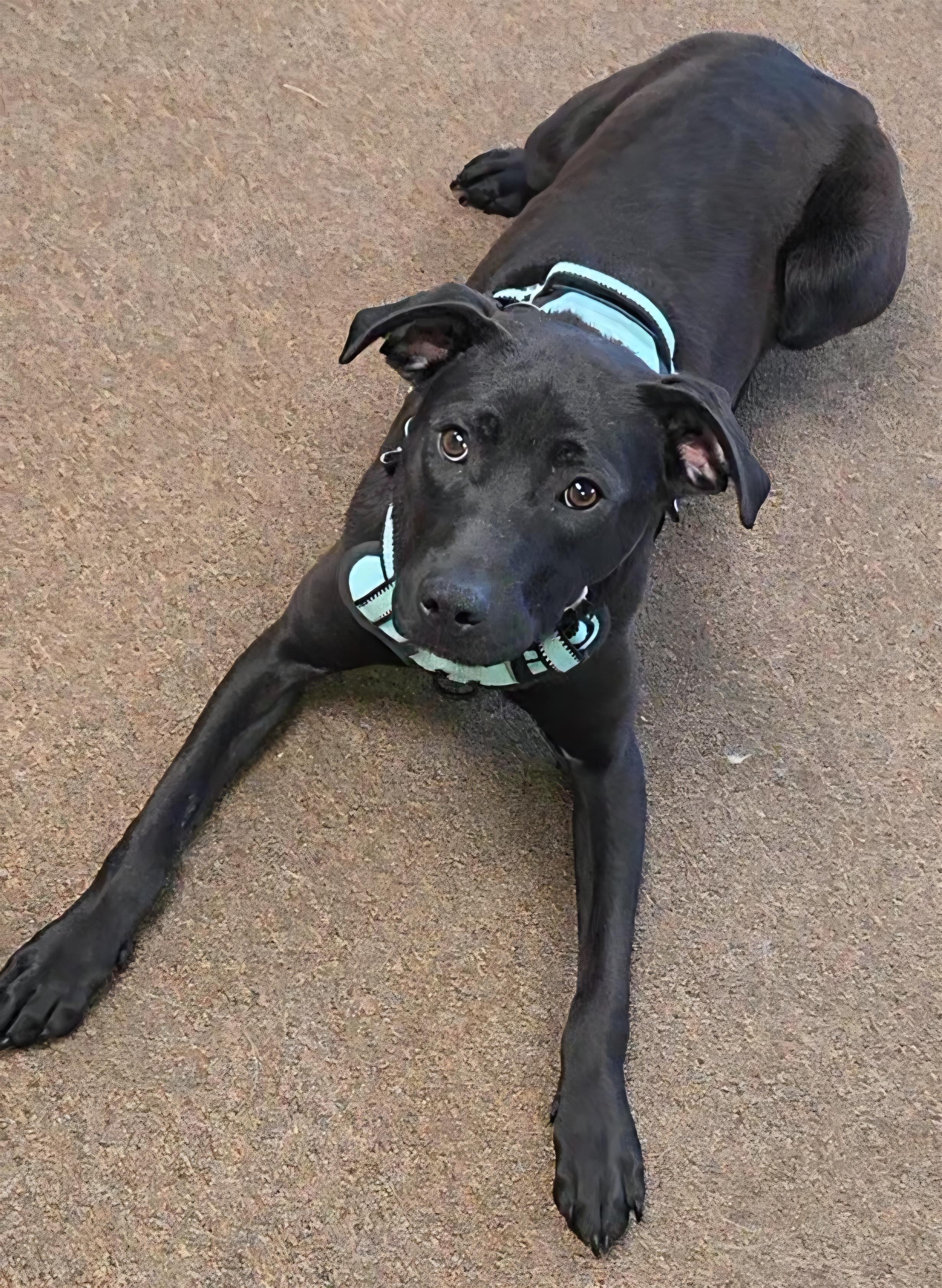 Enlarge June , a ADOPTABLE mixed breed in LaGrange, IN image 6/6