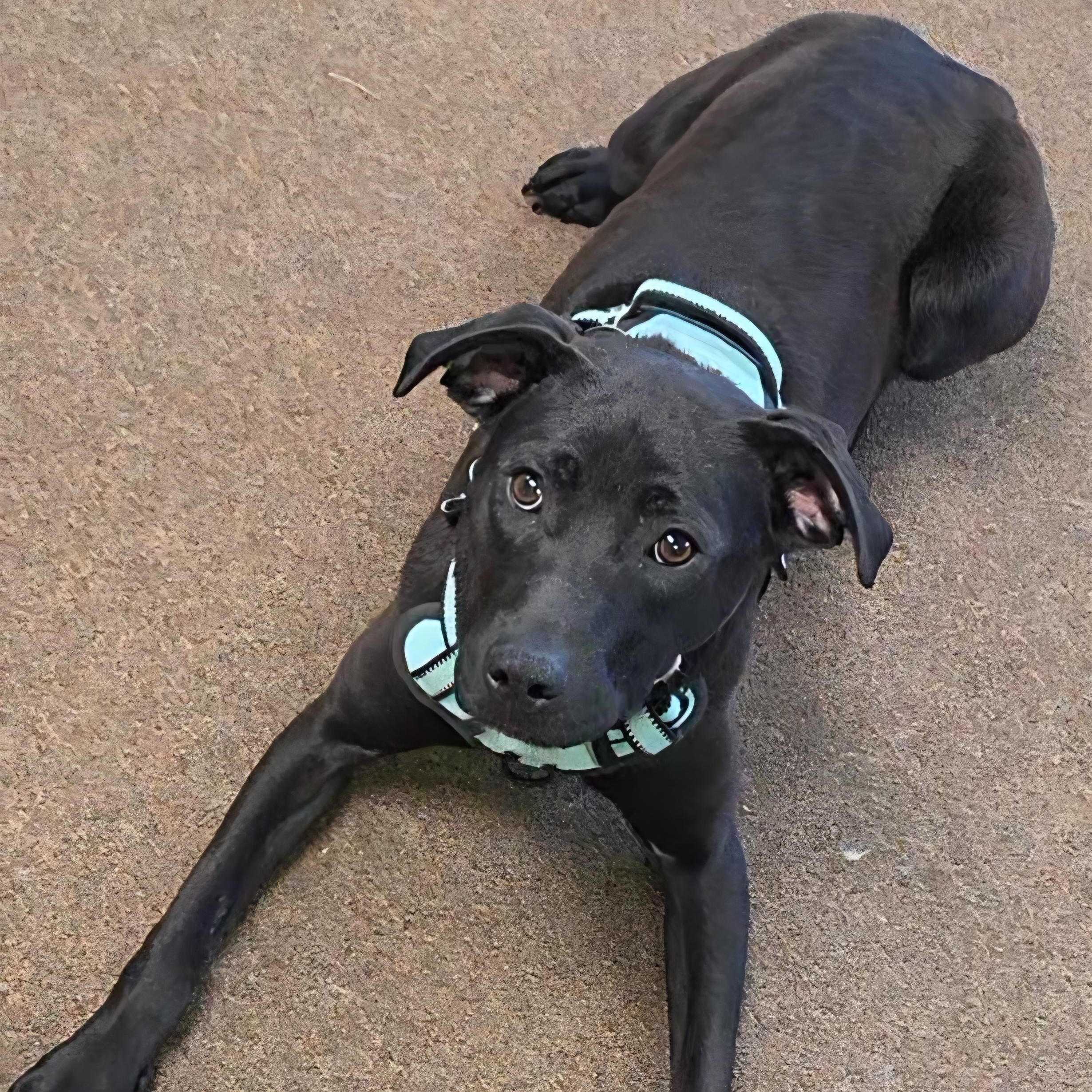 Enlarge June , a ADOPTABLE mixed breed in LaGrange, IN image 6/6