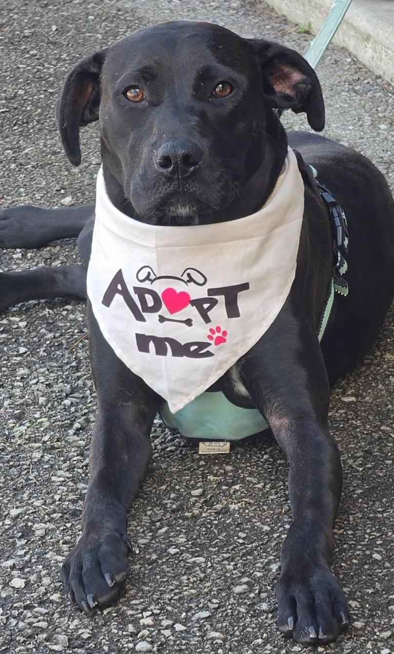 June , a ADOPTABLE mixed breed in LaGrange, IN image 6/6