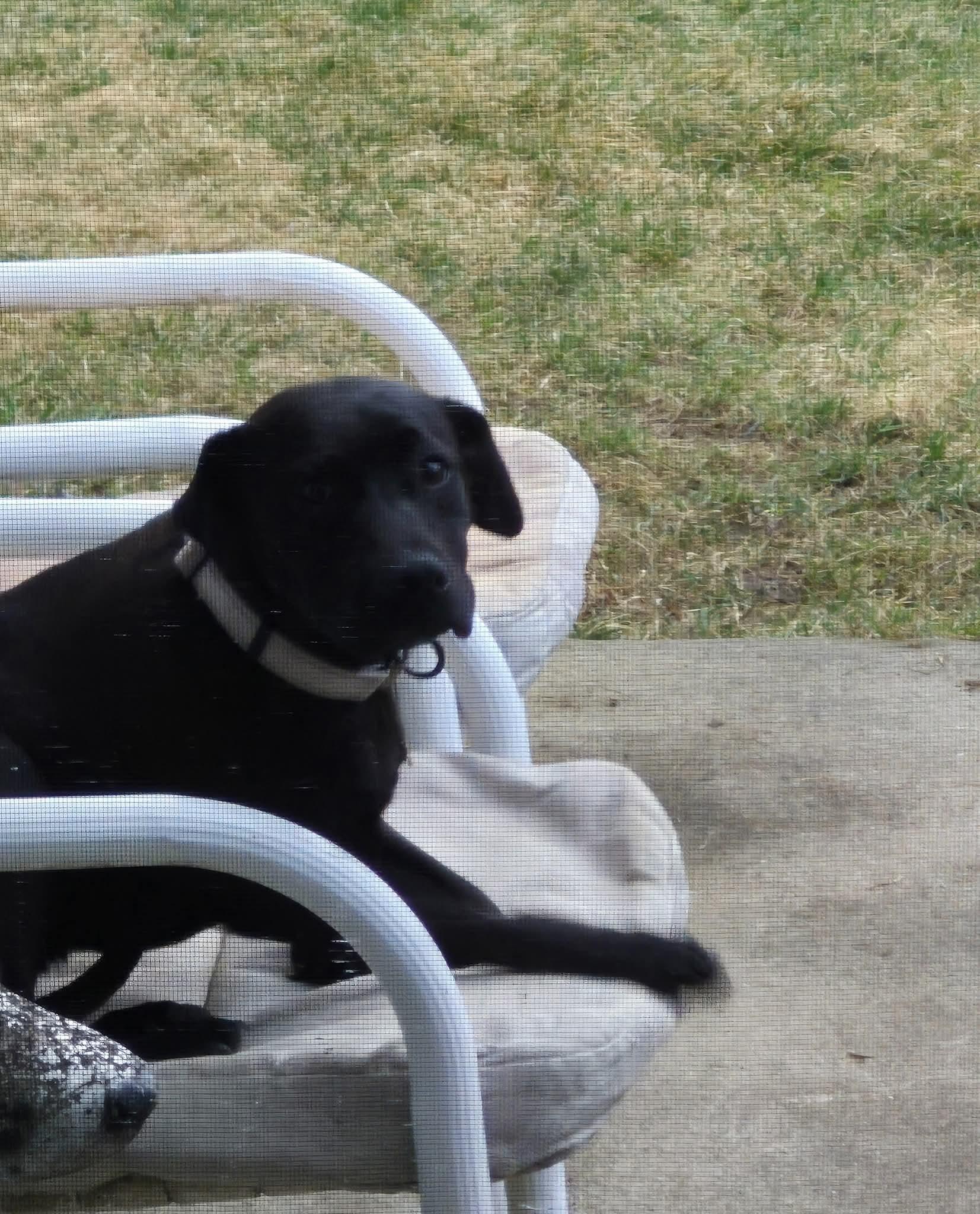 Enlarge June , a ADOPTABLE mixed breed in LaGrange, IN image 3/6