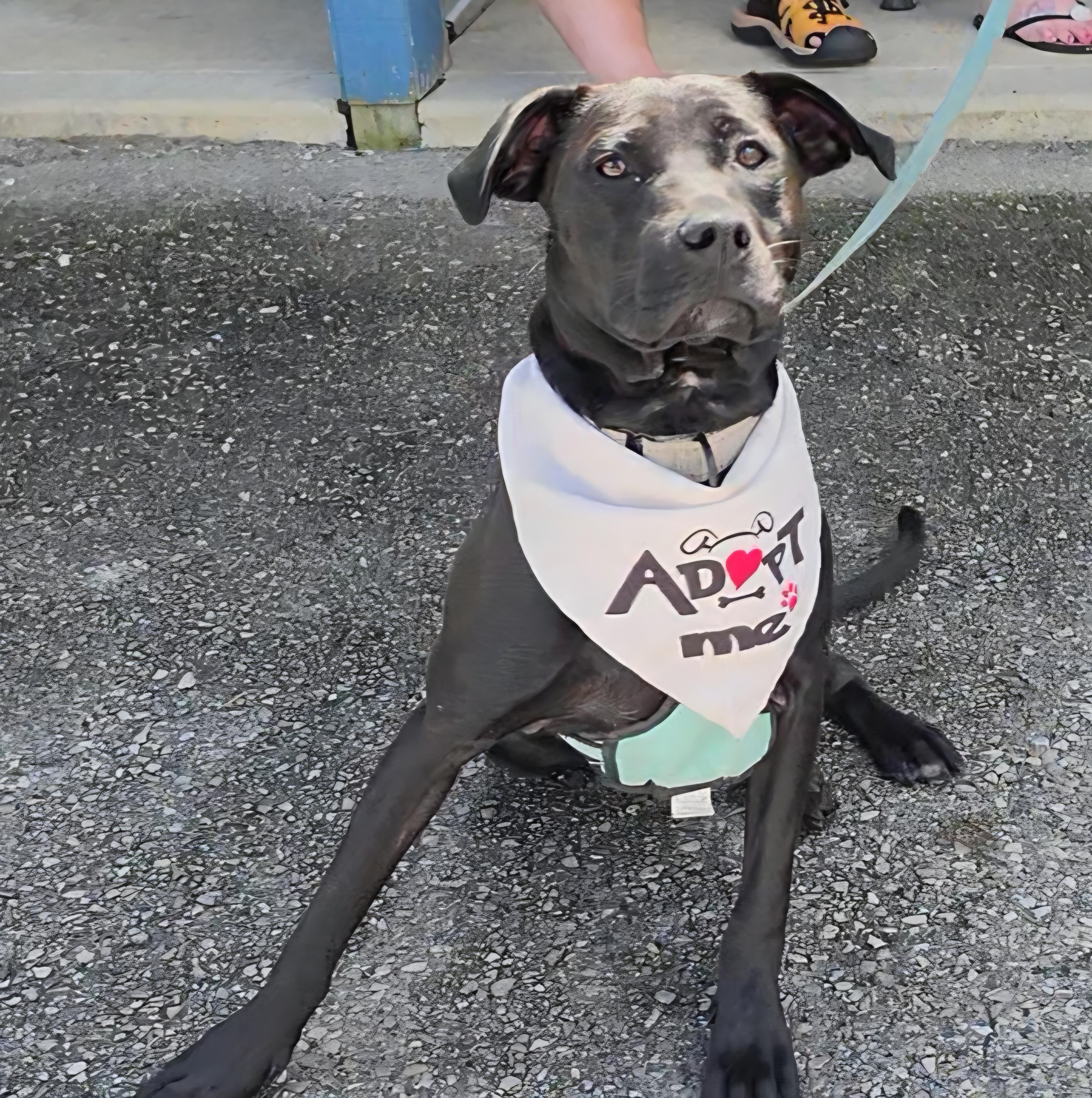 June , a ADOPTABLE mixed breed in LaGrange, IN image 4/6