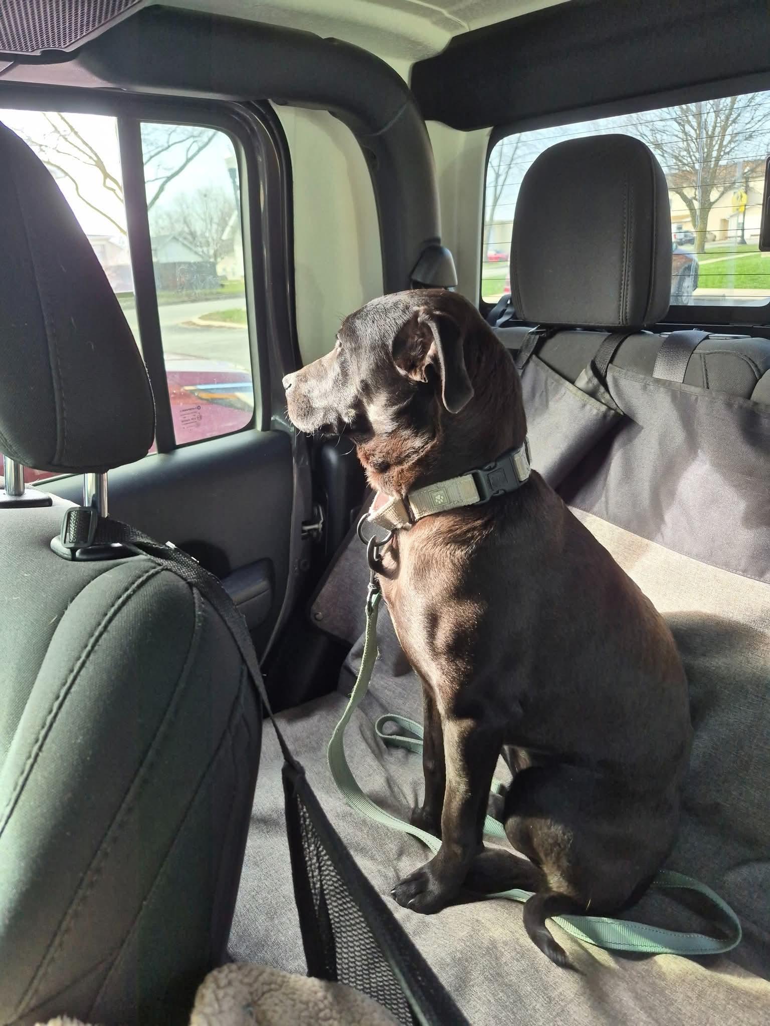Enlarge June , a ADOPTABLE mixed breed in LaGrange, IN image 6/6