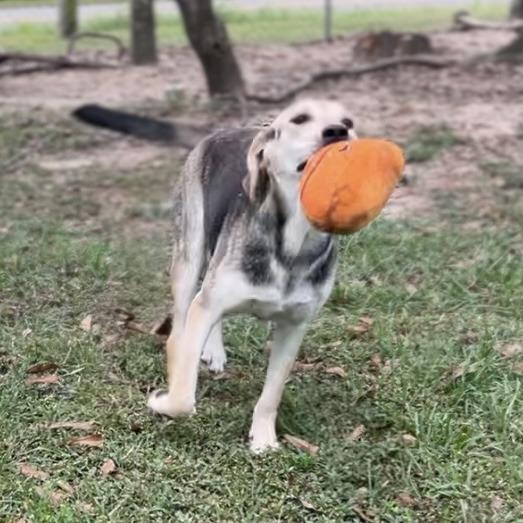 Enlarge Daizy, a Adoptable Coonhound in Wiggins, MS image 1/6