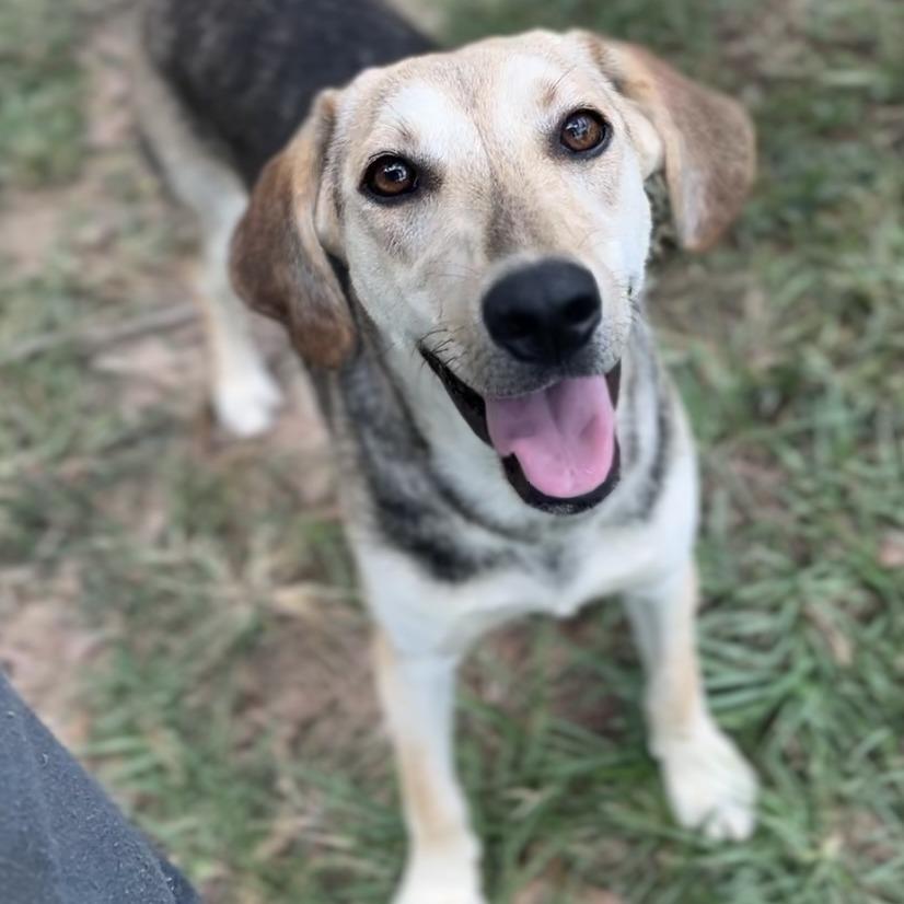 Enlarge Daizy, a Adoptable Coonhound in Wiggins, MS image 2/6