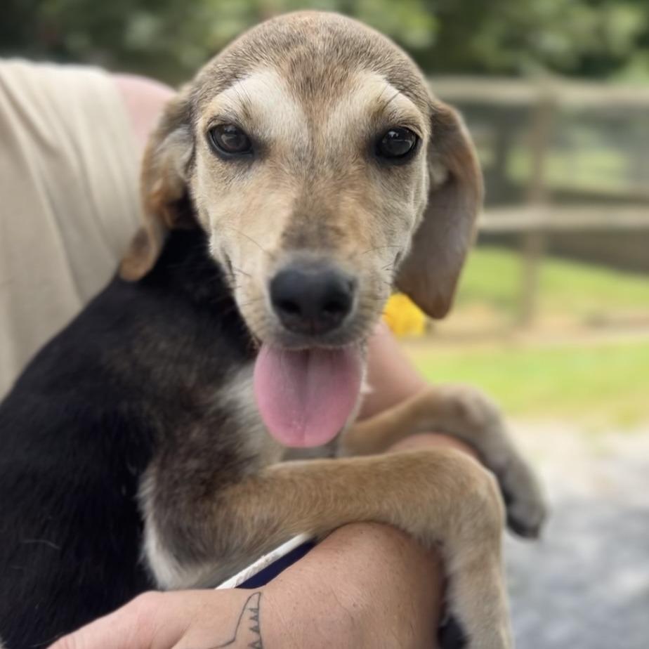 Enlarge Daizy, a Adoptable Coonhound in Wiggins, MS image 3/6