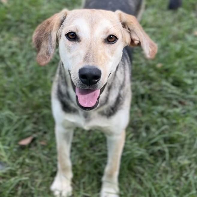 Enlarge Daizy, a Adoptable Coonhound in Wiggins, MS image 4/6