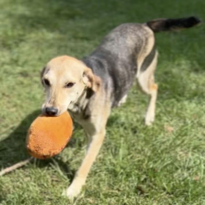 Enlarge Daizy, a Adoptable Coonhound in Wiggins, MS image 5/6