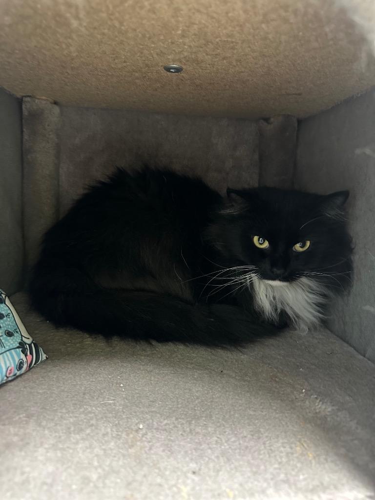 September (lambeth), Adoptable, Young Male Domestic Long Hair.