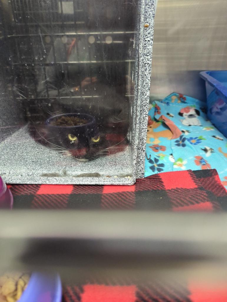 September (lambeth), Adoptable, Young Male Domestic Long Hair.