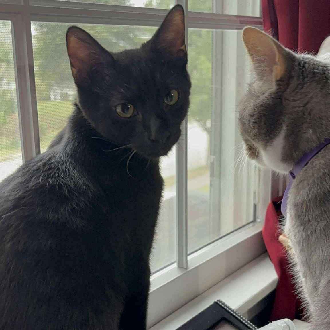 Toby, Adoptable, Young Male Domestic Short Hair.