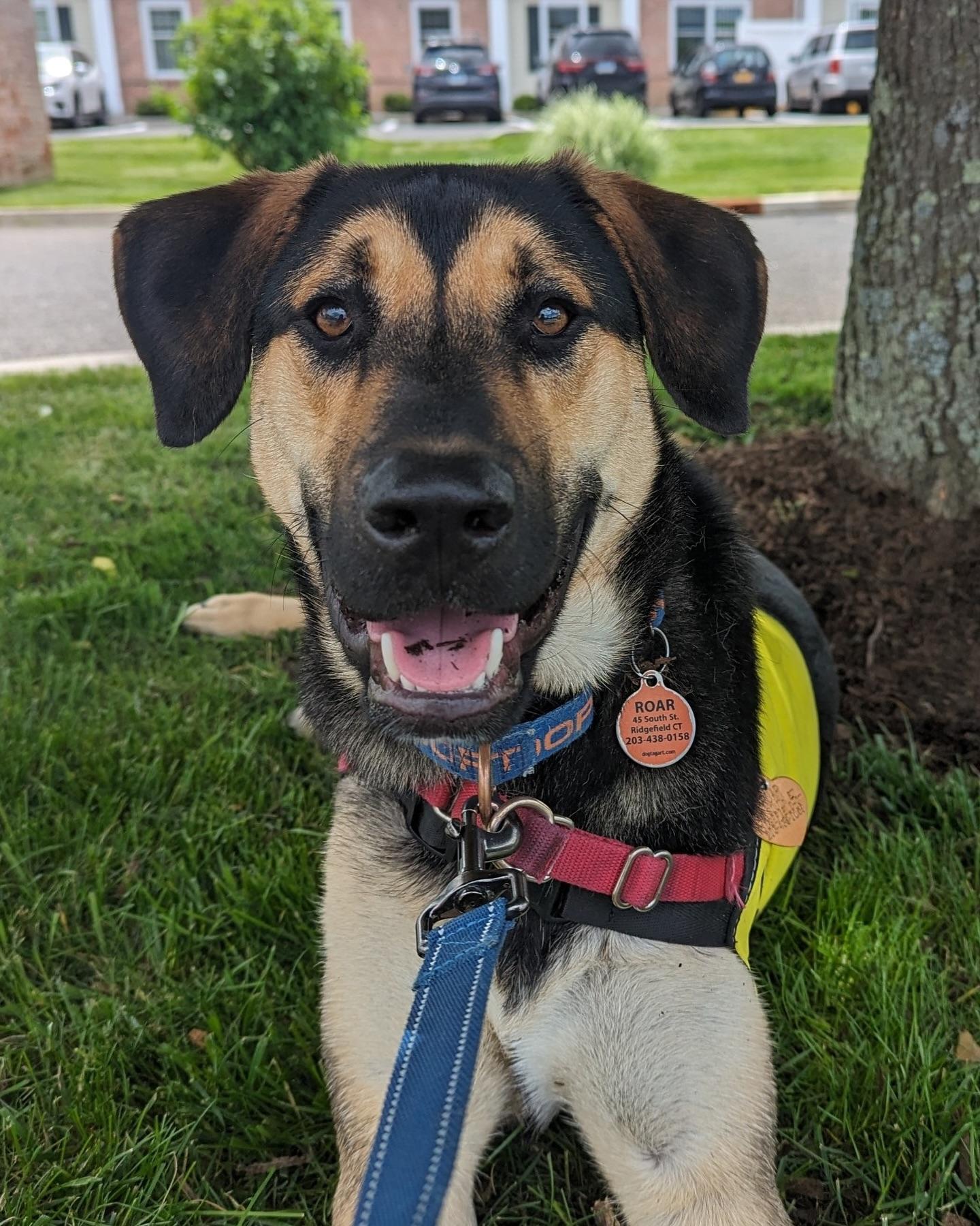 Enlarge Brownie, a Adoptable mixed breed in Ridgefield, CT image 3/6