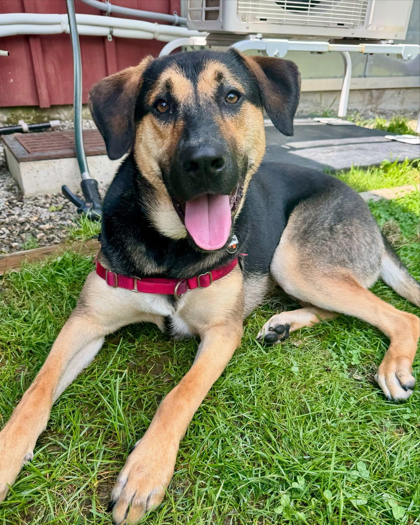 Enlarge Brownie, a Adoptable mixed breed in Ridgefield, CT image 4/6