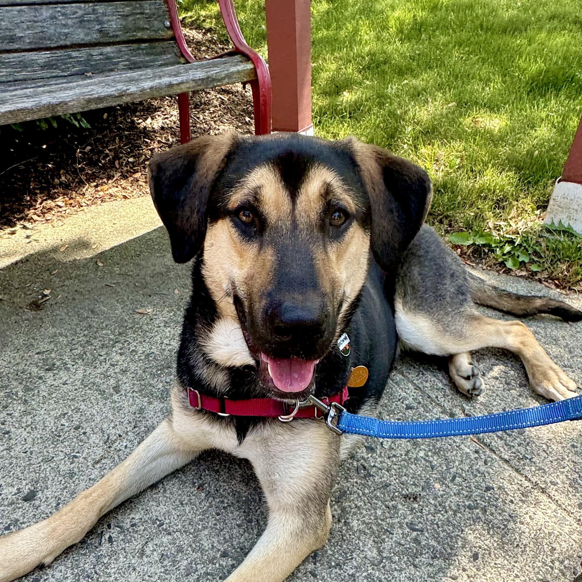 Enlarge Brownie, a Adoptable mixed breed in Ridgefield, CT image 5/6