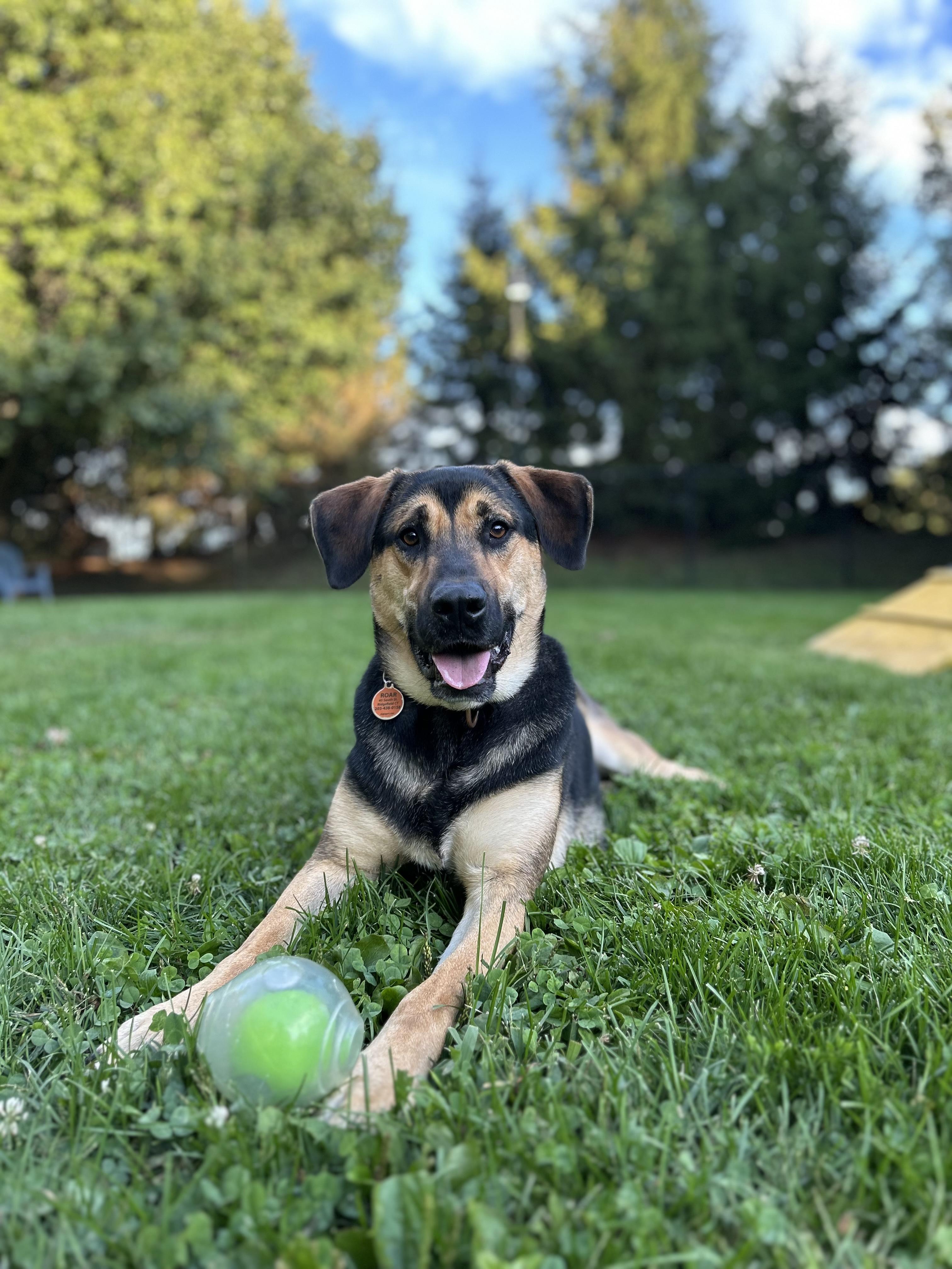 Enlarge Brownie, a Adoptable mixed breed in Ridgefield, CT image 2/6