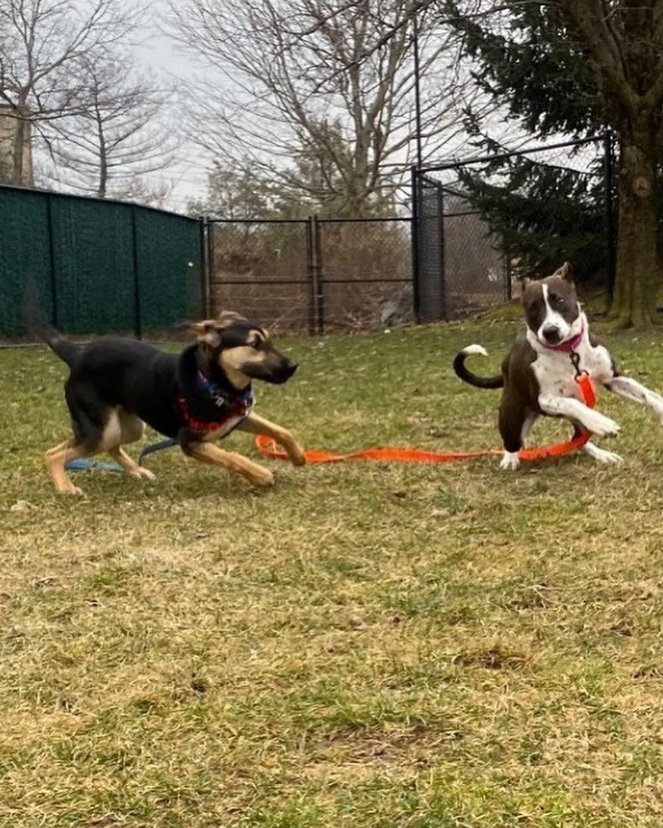 Enlarge Brownie, a Adoptable mixed breed in Ridgefield, CT image 6/6