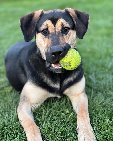 Brownie, Adoptable, Adult Male Mixed Breed & Hound.