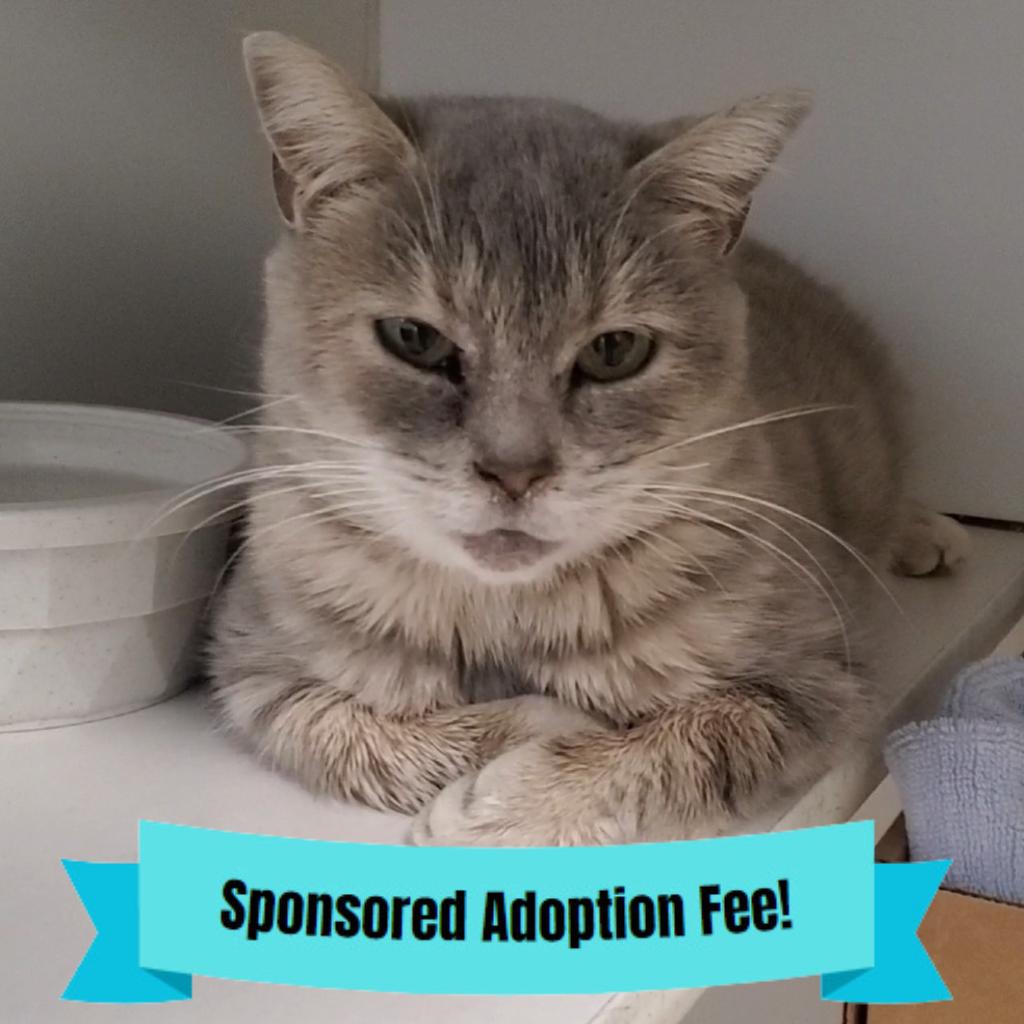 Everest, Adoptable, Adult Female Domestic Short Hair.