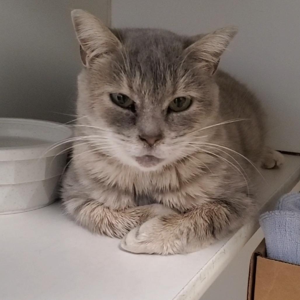 Enlarge Everest, a Adoptable Domestic Short Hair in Novelty, OH image 2/4