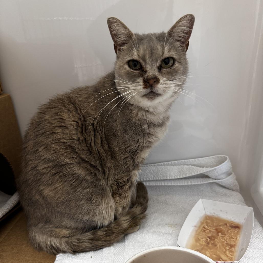 Enlarge Everest, a Adoptable Domestic Short Hair in Novelty, OH image 3/4