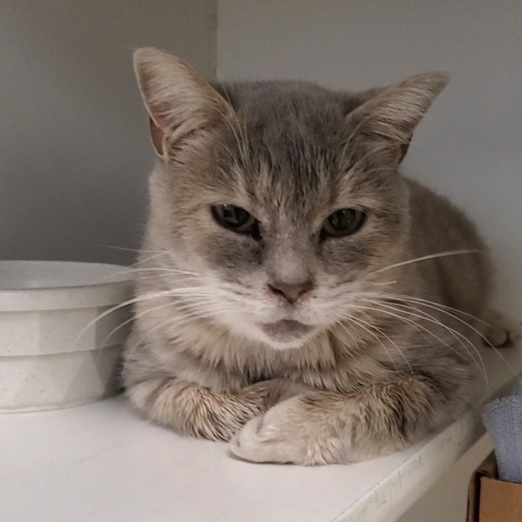 Enlarge Everest, a Adoptable Domestic Short Hair in Novelty, OH image 4/4