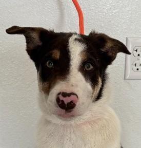 Bandit, ADOPTABLE, Puppy Male Border Collie.