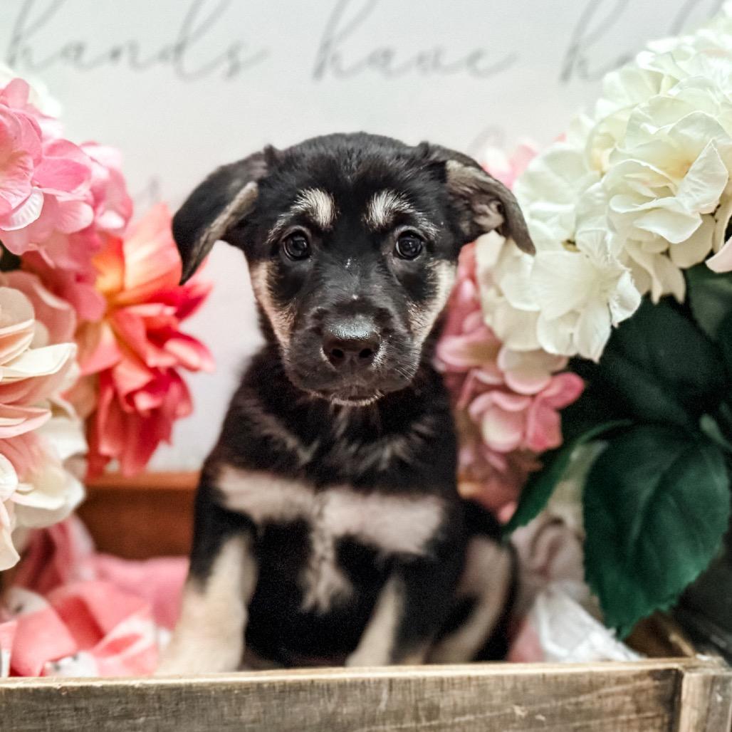 Eema , Adoptable, Puppy Female German Shepherd Dog.