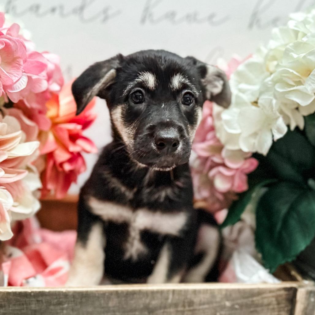 Enlarge Eema , a Adoptable German Shepherd Dog in Newberg, OR image 2/2