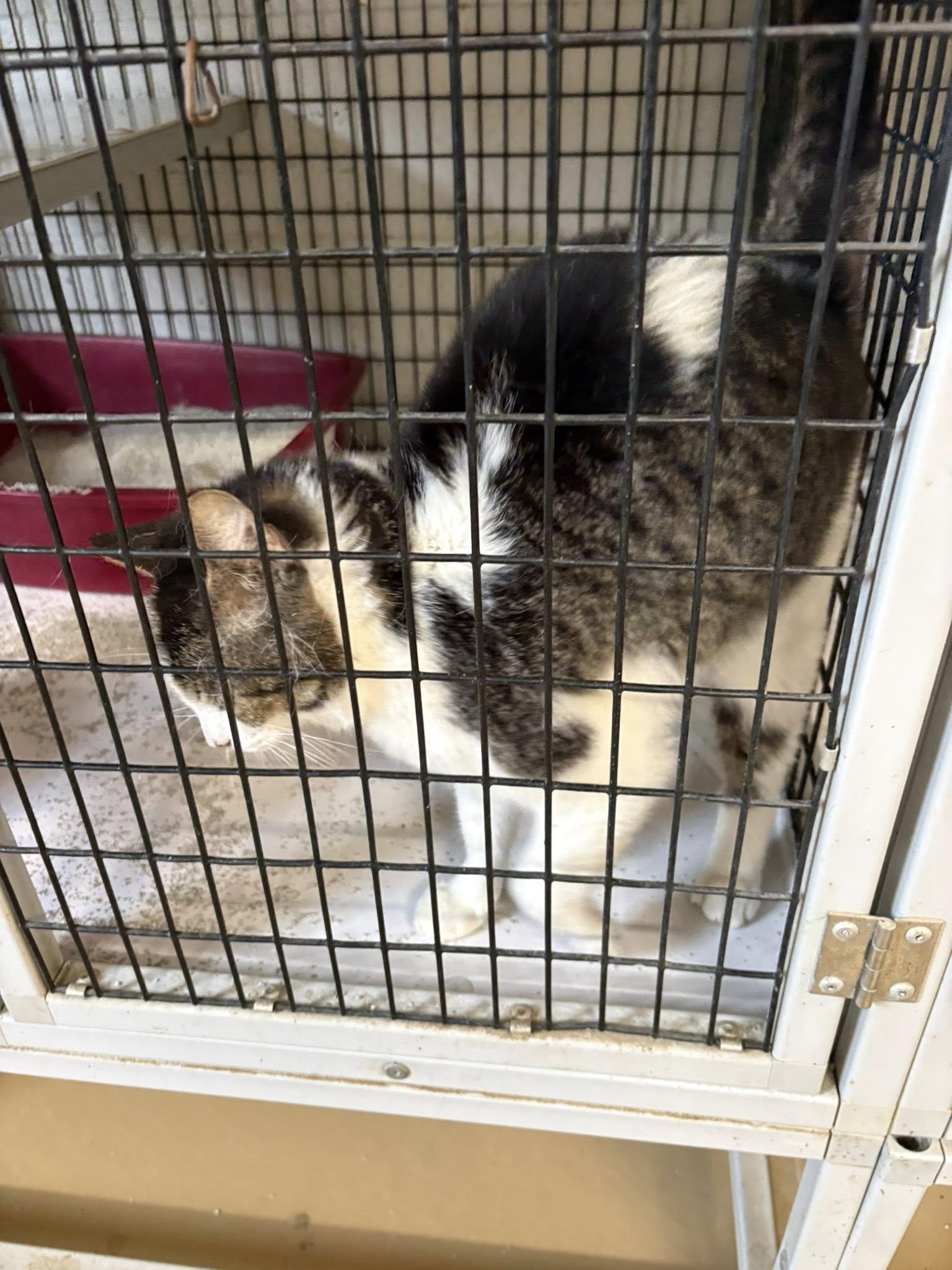 Unknown, ADOPTABLE, Adult Female Domestic Medium Hair.