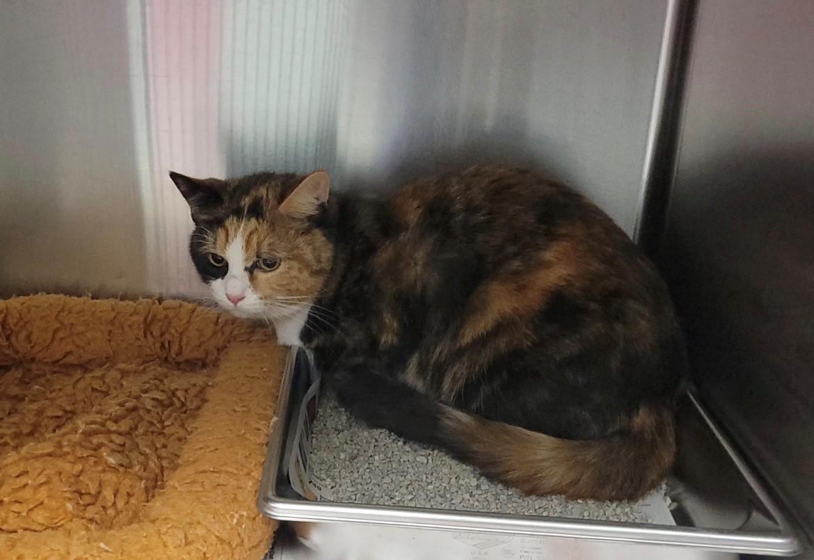 25-0790 "Denver", ADOPTABLE, Adult Female Calico & Domestic Short Hair.